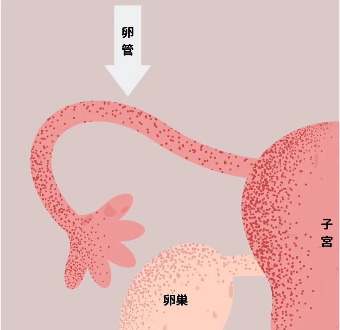 【出会い えりか】